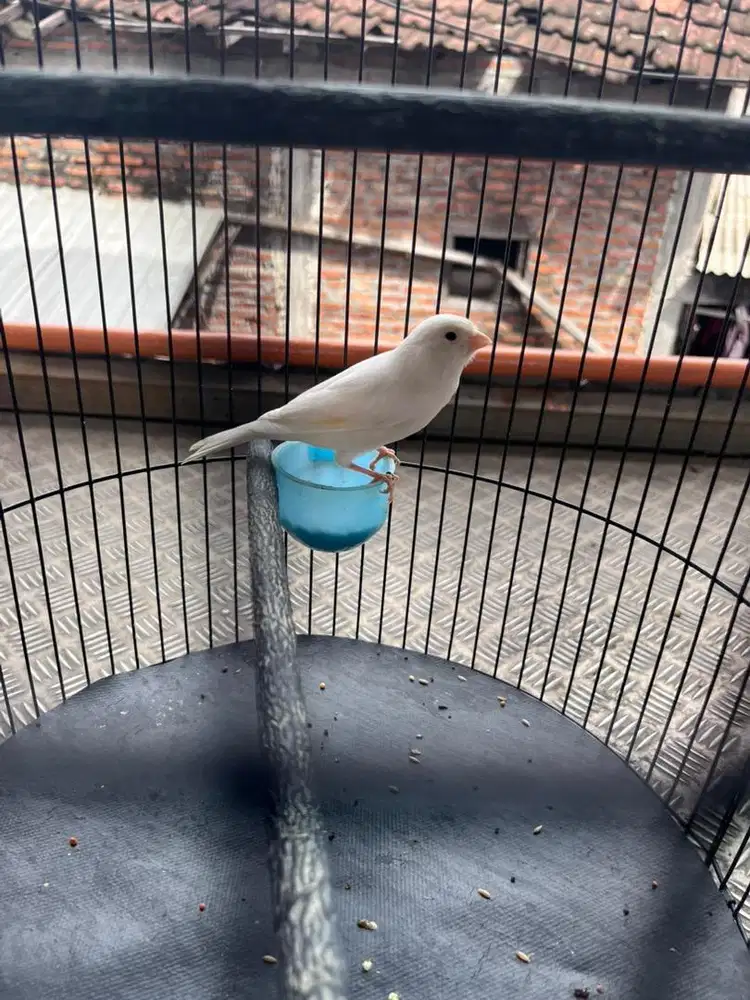 Kenari Loper Putih Rajin