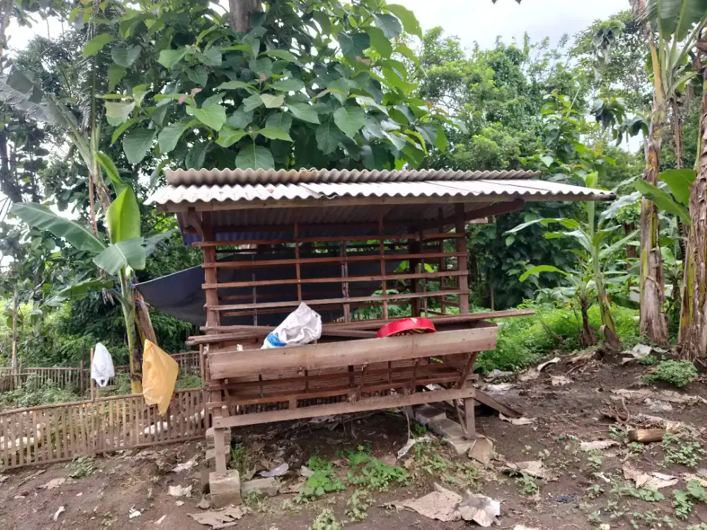 Kandang Kambing masih kokoh