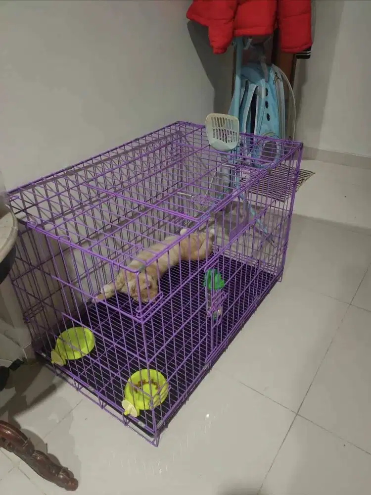 Jual semua aja bonus persia peaknose