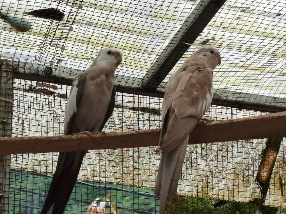 7 ekor Falk parkit australi jenis White face sekeluarga