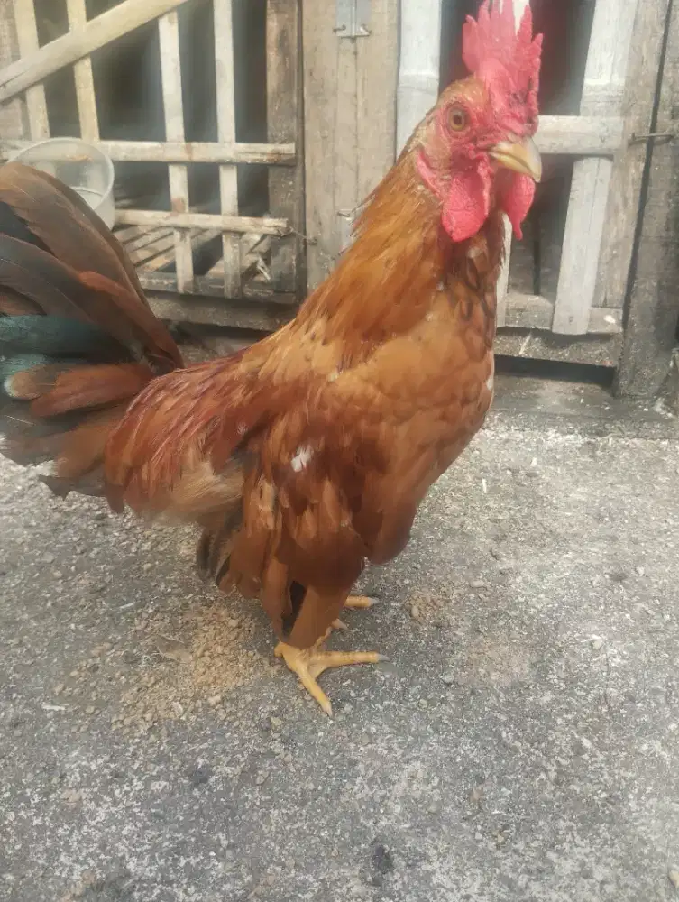 Ayam Kate jantan remaja
