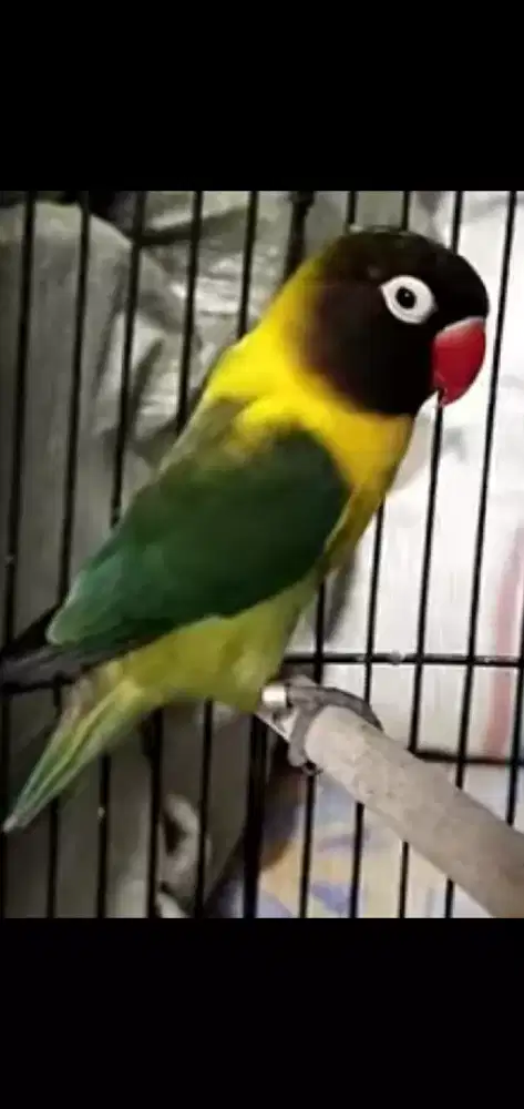 Lovebird ijo dakori gred A betina dewasa