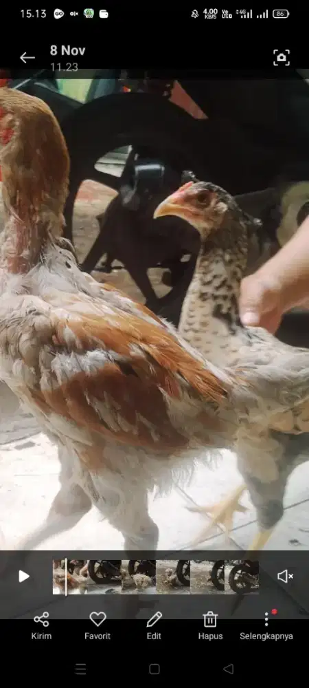 Ayam kampung sepasang