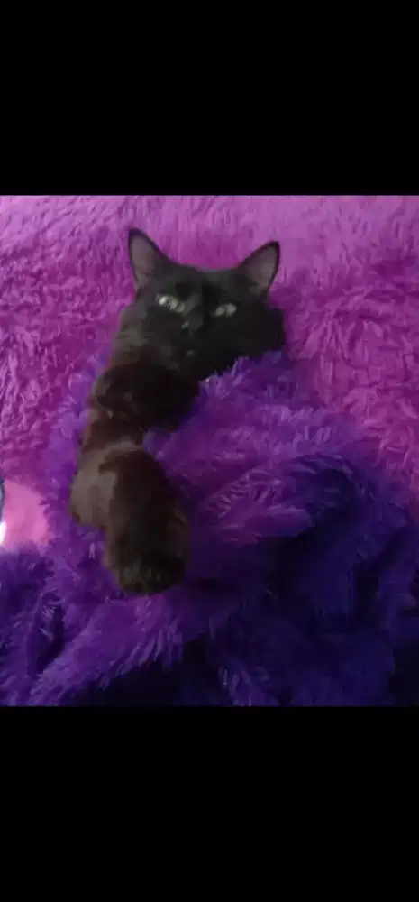 Kucing British , liplop, tabi