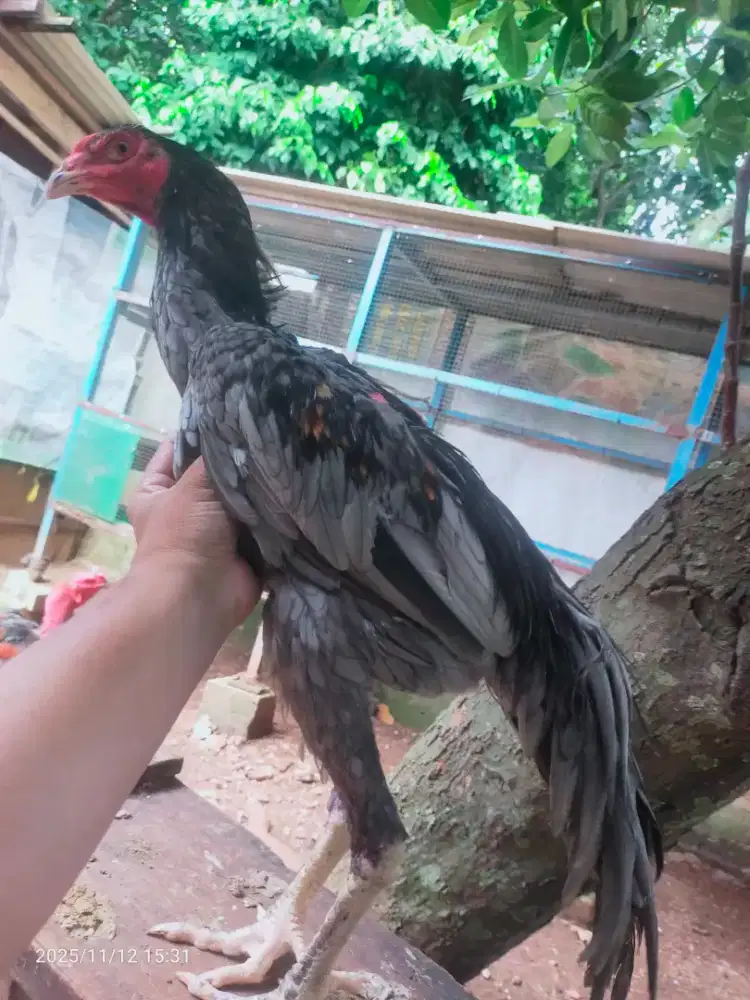 Ayam Bangkok Kelabu