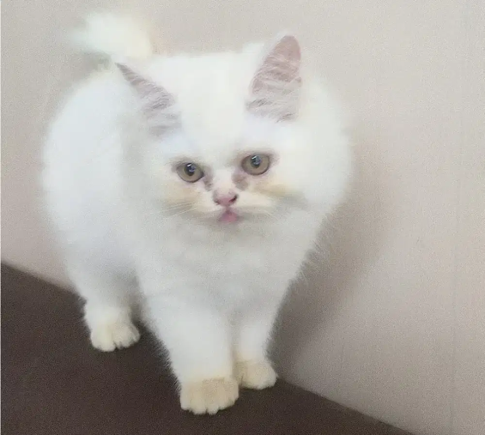 Flatnose Kucing Putih White Dolid