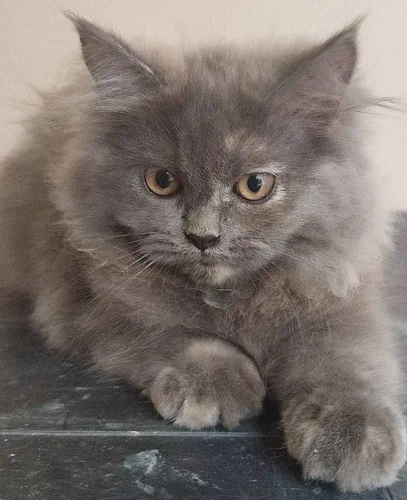 Kitten KUCING PERSIA SMOKE GREY