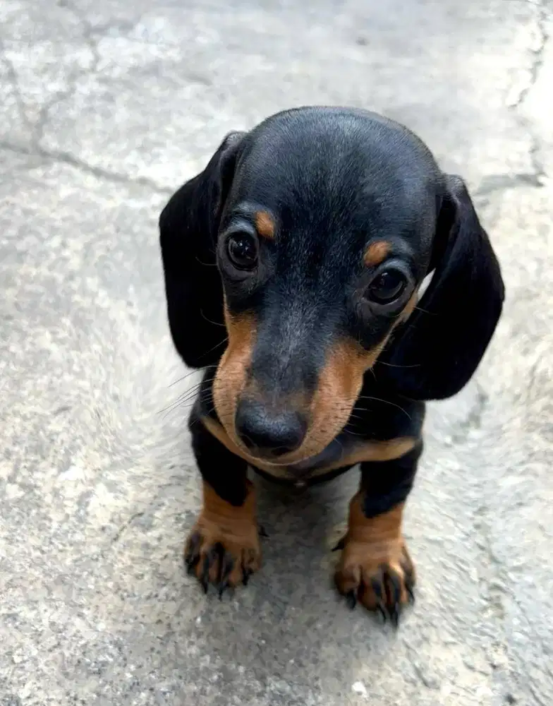 Miniature Dachshund (Mini Tekel)