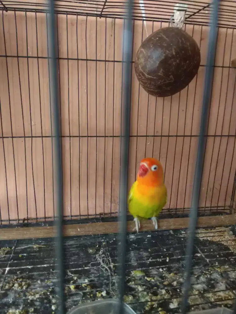 Burung Lovebird Pastel kuning
