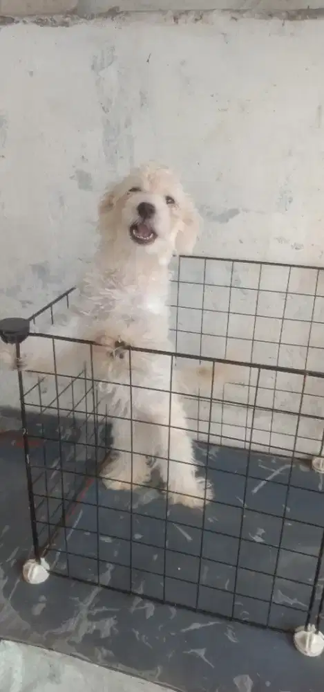 Anakan Maltese jantan 3.5 bulan'