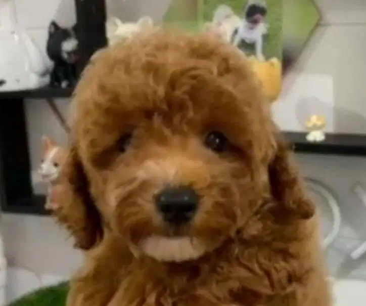 Jual anjing poodle medan