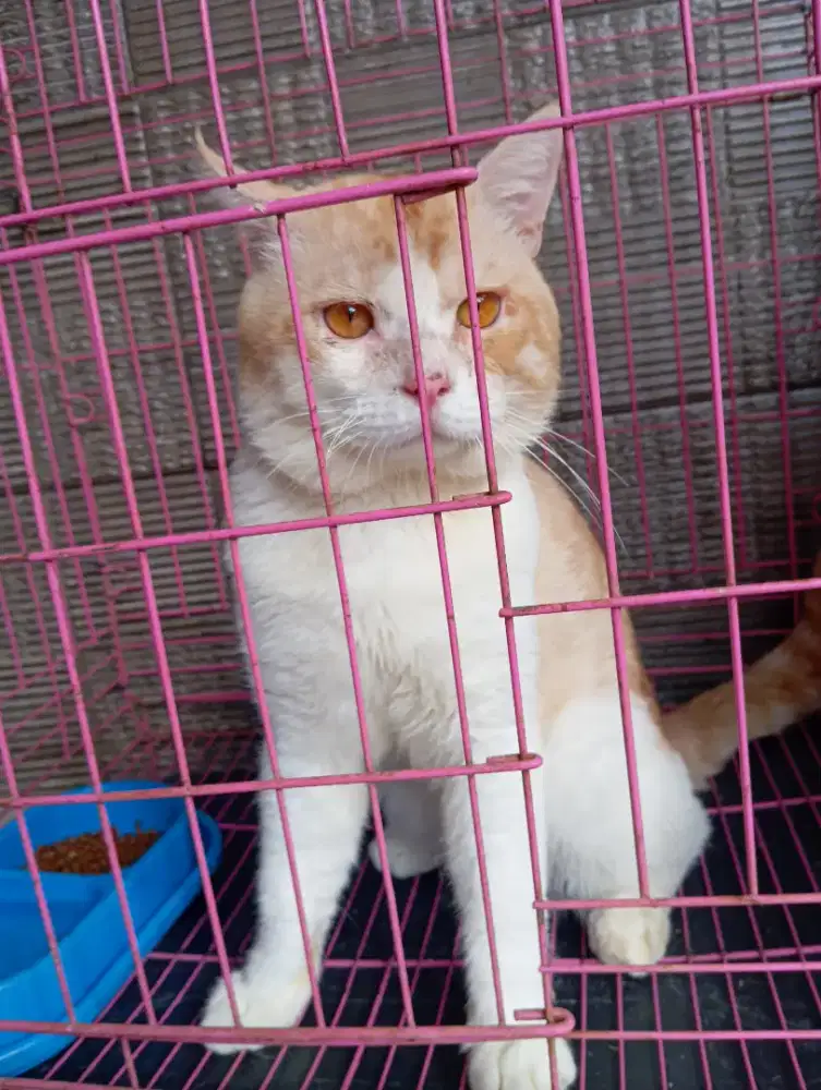 Kucing British Shorthair mix MC jantan