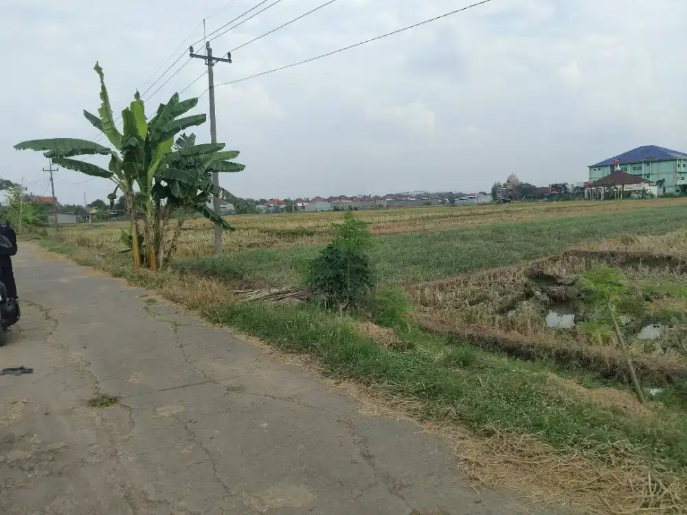 Tanah sawah kota Sragen