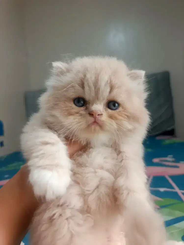 KUCING PERSIS PESEK LUCU
