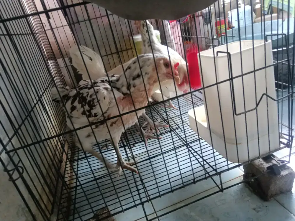 Borongan 2 ekor betina 1 jantan ayam bangkok