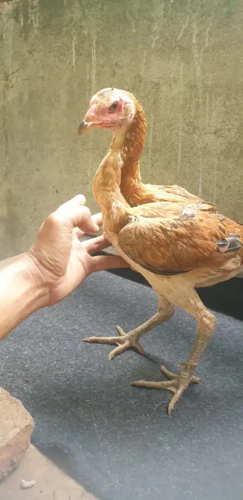 Dedara mangon x birma