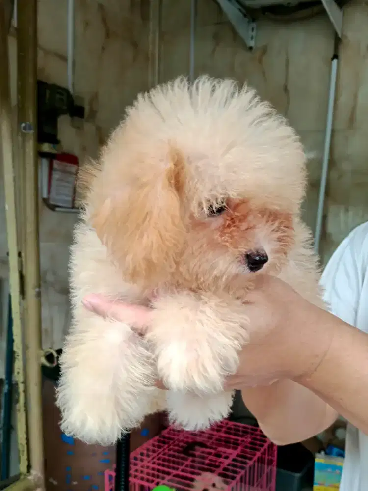 Toy poodle betina