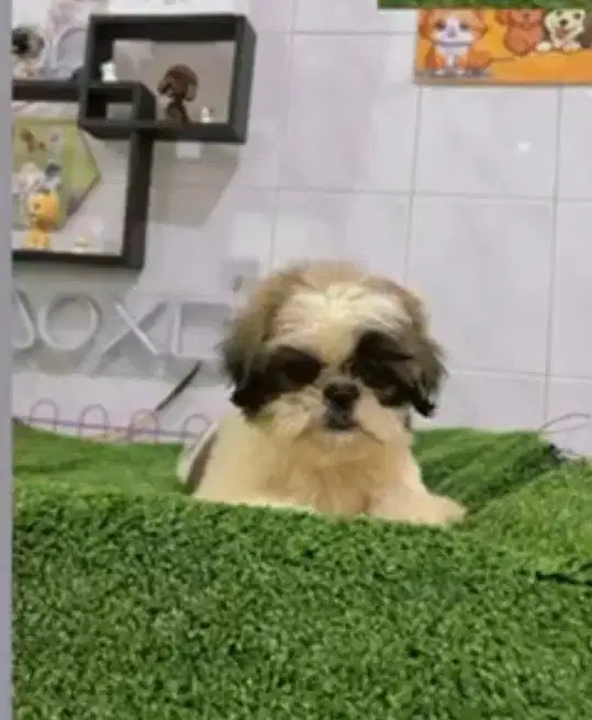 Jual anjing shitzhu medan