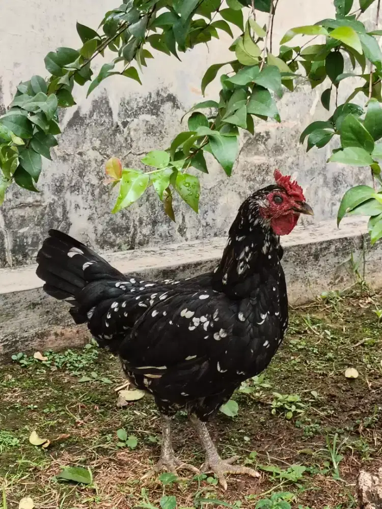 Ayam ketawa betina siap nelor