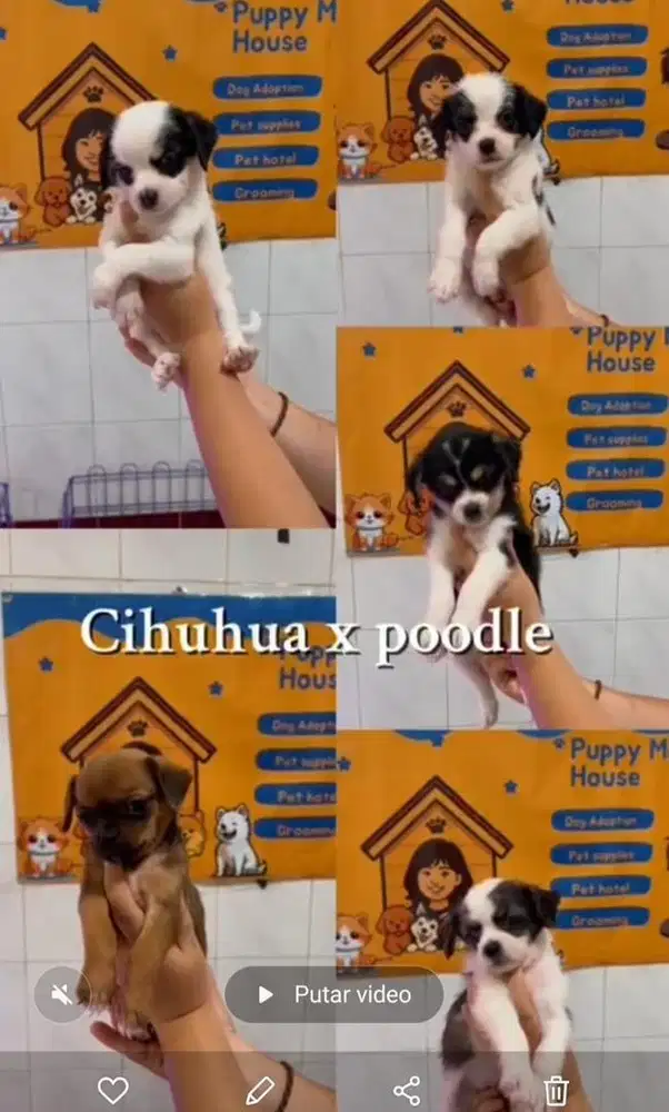 Jual anjing mix medan