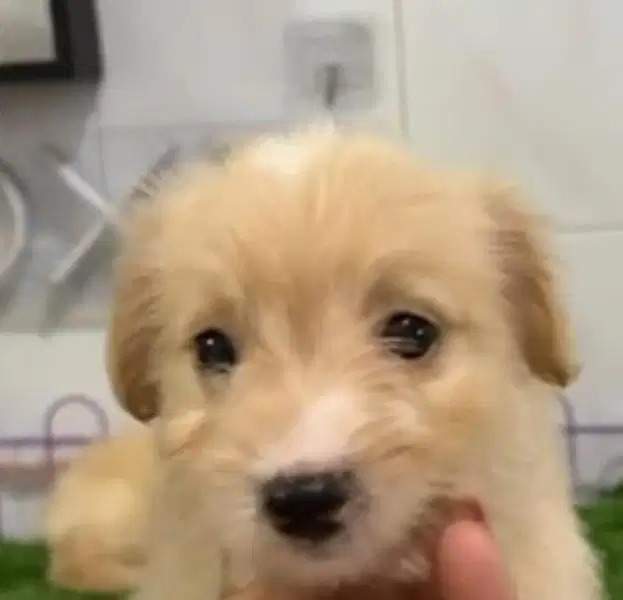 Jual anjing mix medan