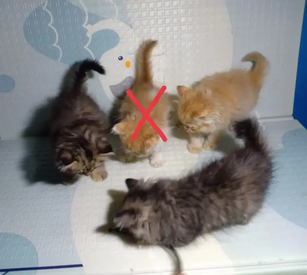 3 kitten persmed gemoy