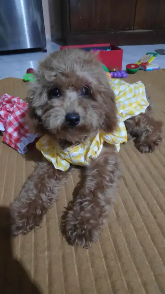 Anjing Poodle Betina