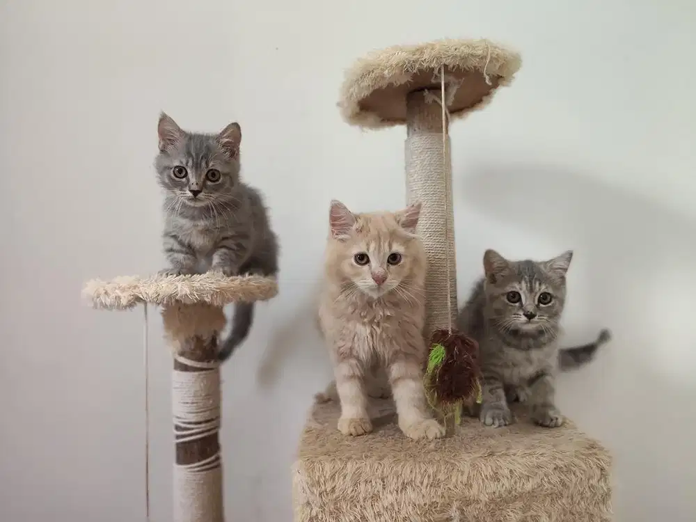 Lepas Adopt kitten anak kucing BSH British Short Hair x Munchkin