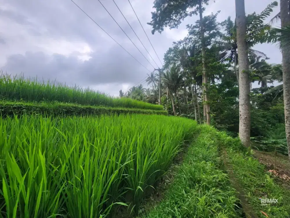 Tanah view sawah disewakan di Tegallalang.