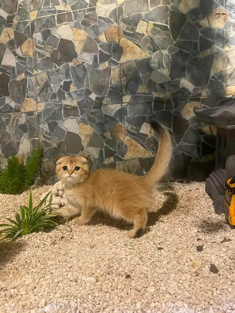 Scootish fold golden jantan british shorthair