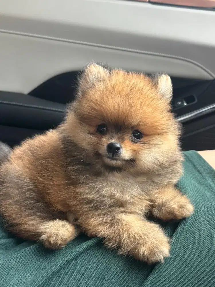 Mini Pom Jantan