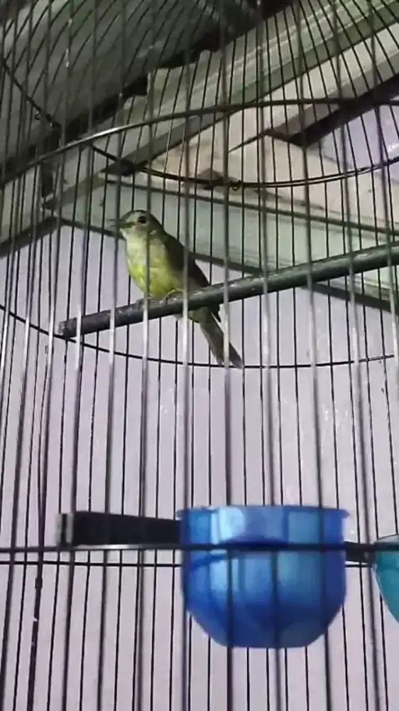 brinji rambut tunggir(gacor dor)