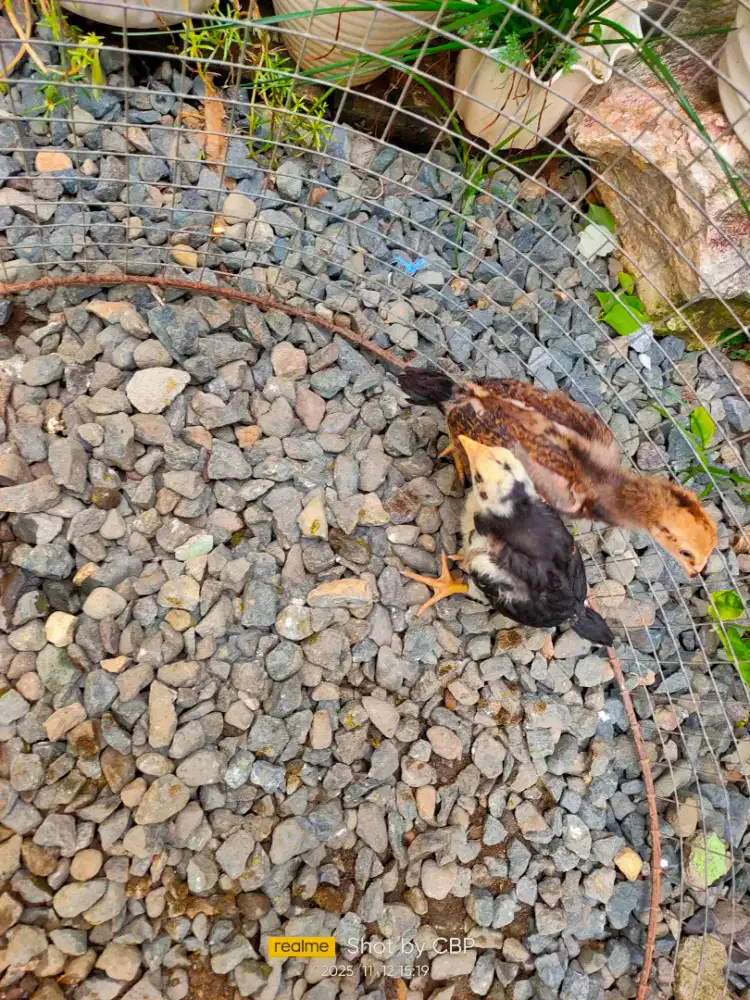 Anakan ayam khoytrad