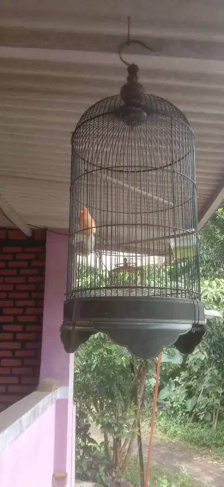 Kenari fullset sudah bunyi mantap berisik isian banyak qtt bt ok