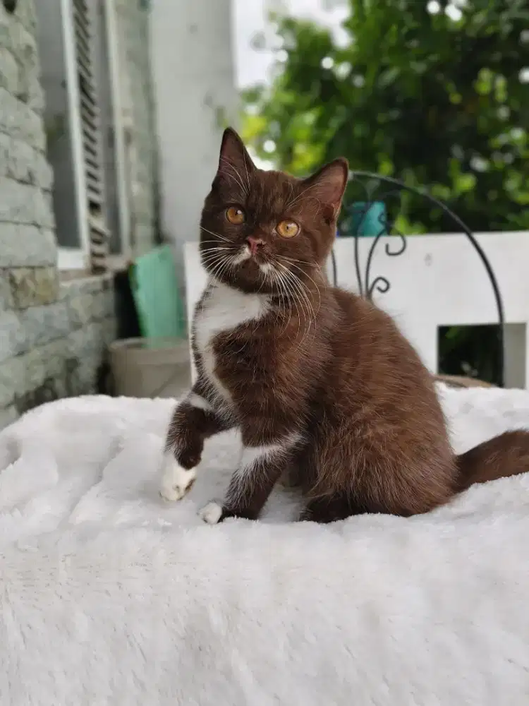 British Shorthair Cinamon / BSH Cinamon