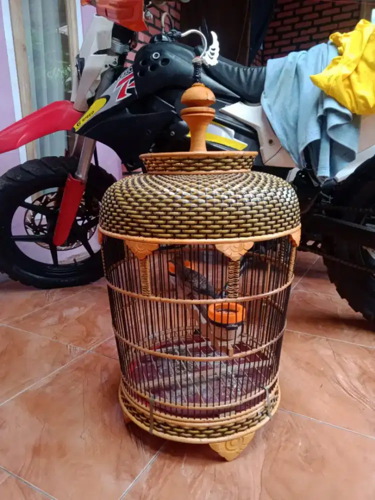 Perkutut katurangga kantong Semar rajin bunyi fullset tt Monggo murah