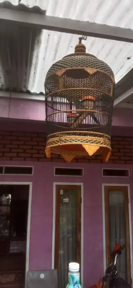 Burung perkutut Bangkok fullset bunyi harian Monggo