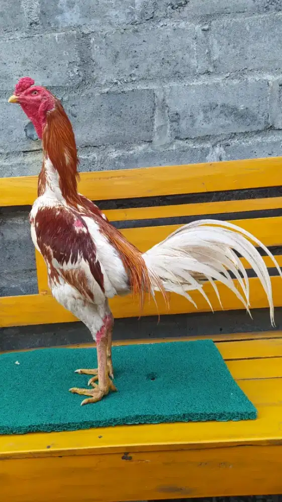 Ayam Bangkok ( Plucker )