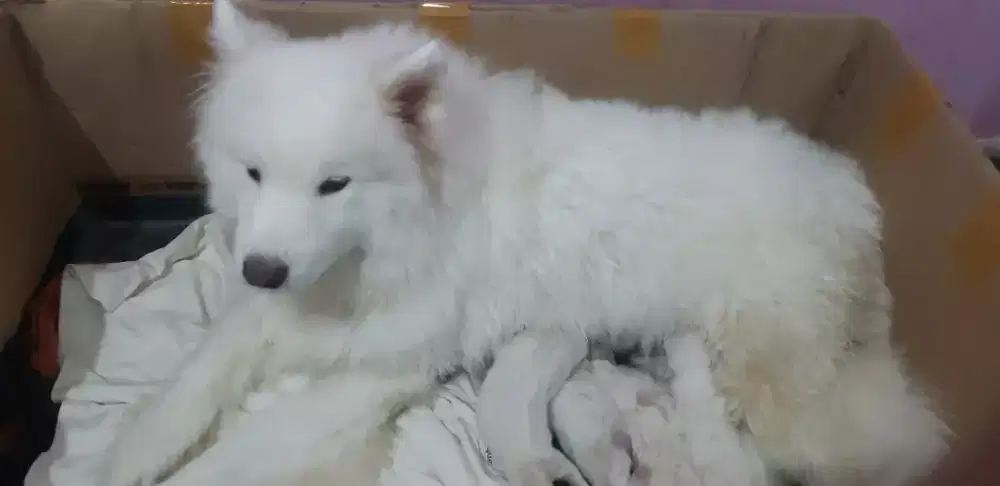 anak anjing samoyed puppy samoyed samoyed puppy