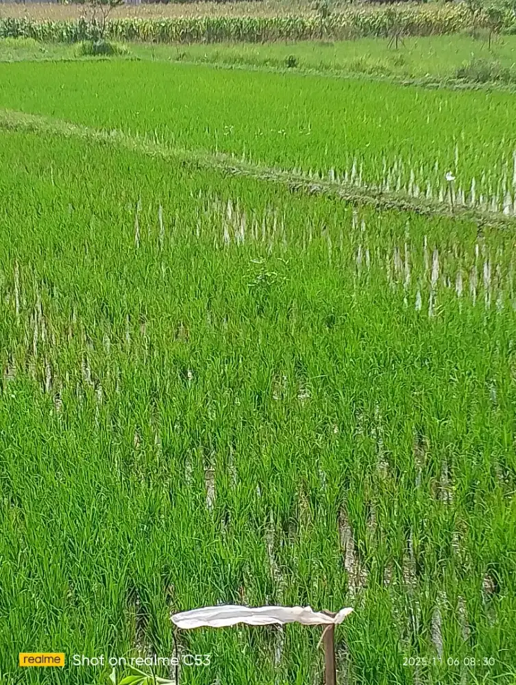 Sawah Strategis Dijual Murah