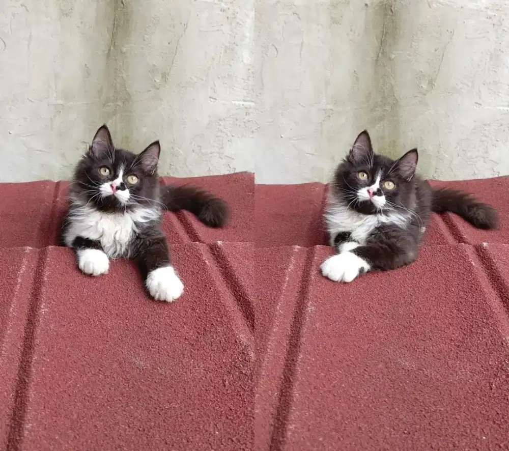 Kitten persia x maincoon