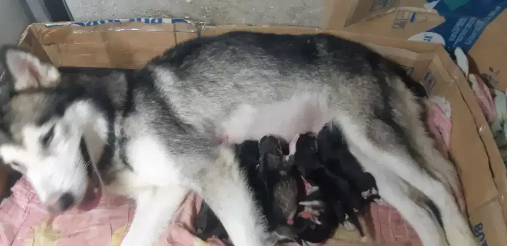 anak anjing alaskan malamute