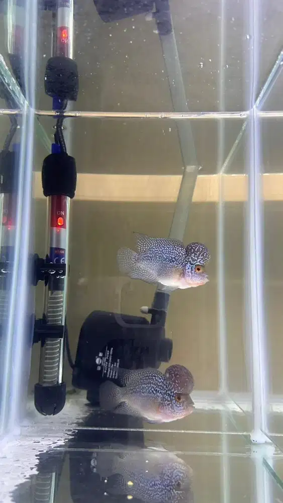 IKAN LOUHAN SRD BOOMHEAD