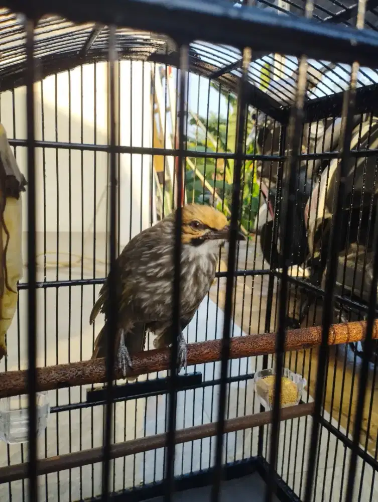 Cucak Rawa Cucak Rowo