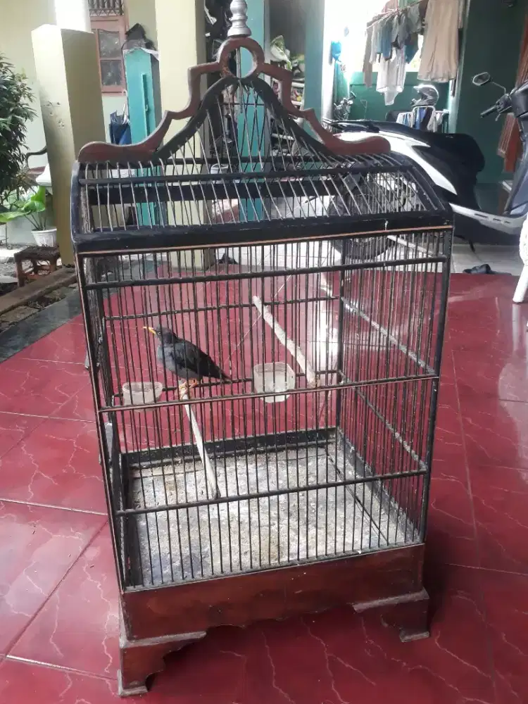 Jalak Kebo Remaja plus Kandang