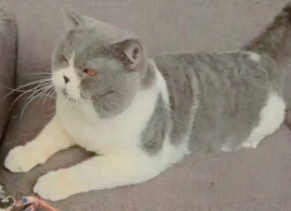 British shorthair pejantan 7kg