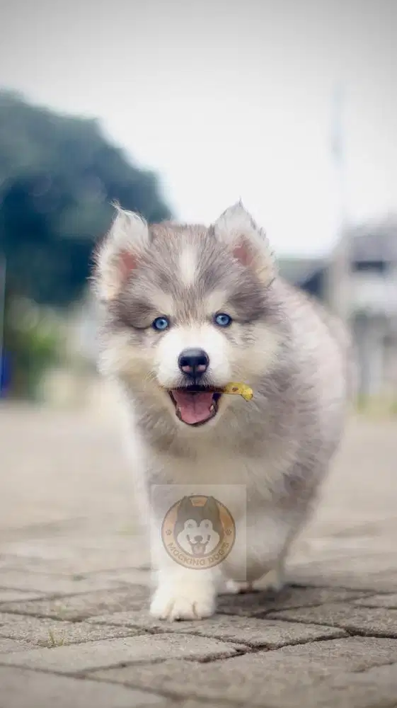 Siberian Husky Puppy Istimewa