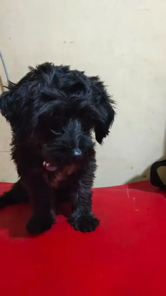 Jual cepat anjing matipo jantan hitam umur 6 bln