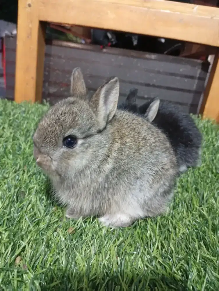 Kelinci hias nedherland dwarf (mini)