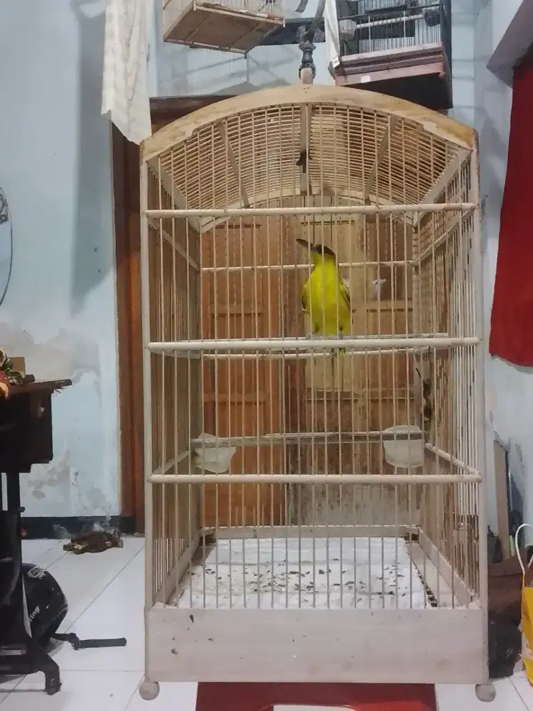 Podang mas harian bunyi